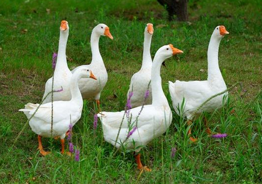 鵝最新價格揭秘與行情探秘?