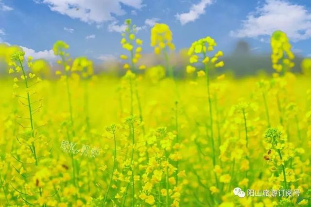 春暖最新——探尋萬(wàn)物蘇醒之美的獨(dú)特魅力