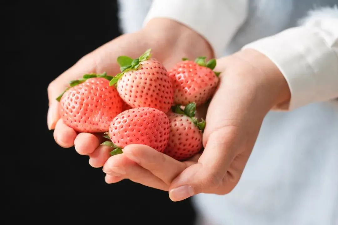 探索未來草莓無限可能的最新品種！