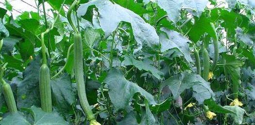 小巷深處的絲瓜味覺(jué)之旅，最新地址揭秘