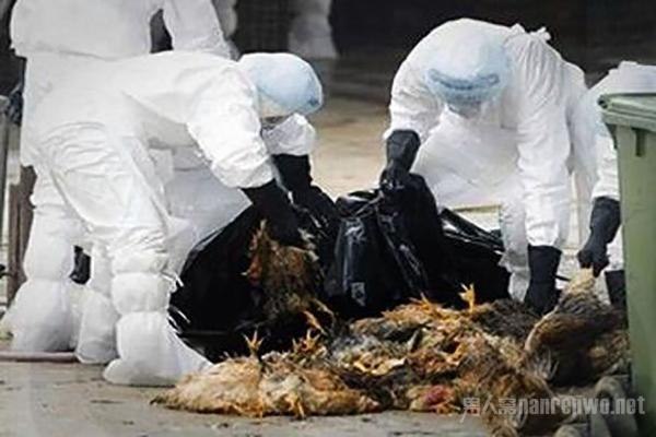 全球禽流感最新動態(tài)，全球態(tài)勢與多方觀點深度解析