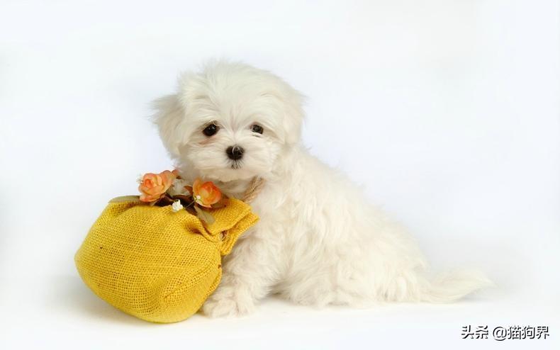 軟骨發(fā)育不全最新治療及步驟指南解析