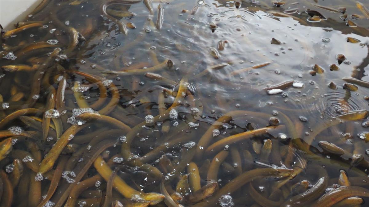 野生黃鱔最新價(jià)格行情，變化中的學(xué)習(xí)展現(xiàn)自信與成就的力量