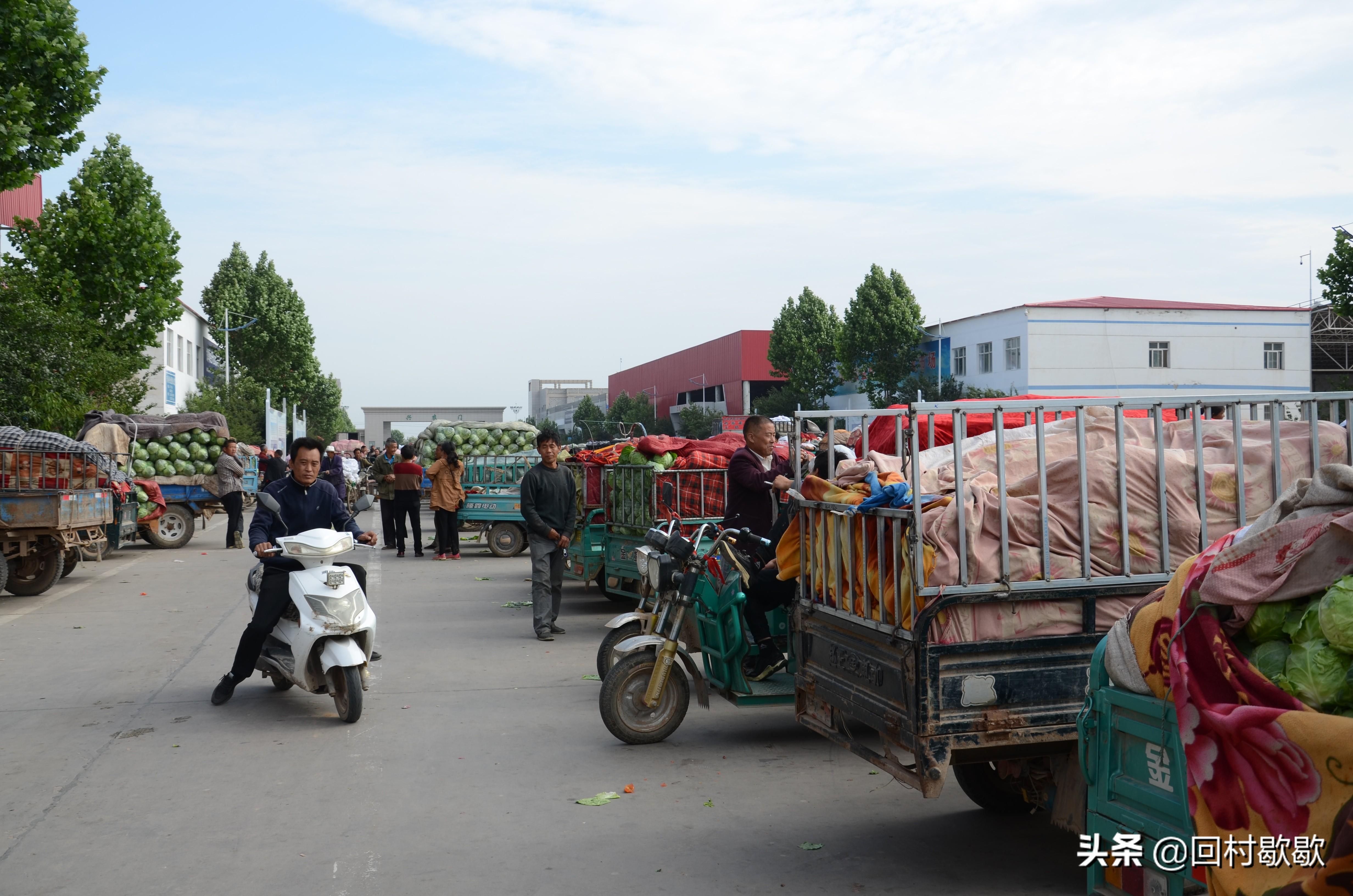 紫甘藍(lán)最新價格行情揭秘，新鮮資訊一網(wǎng)打盡！????