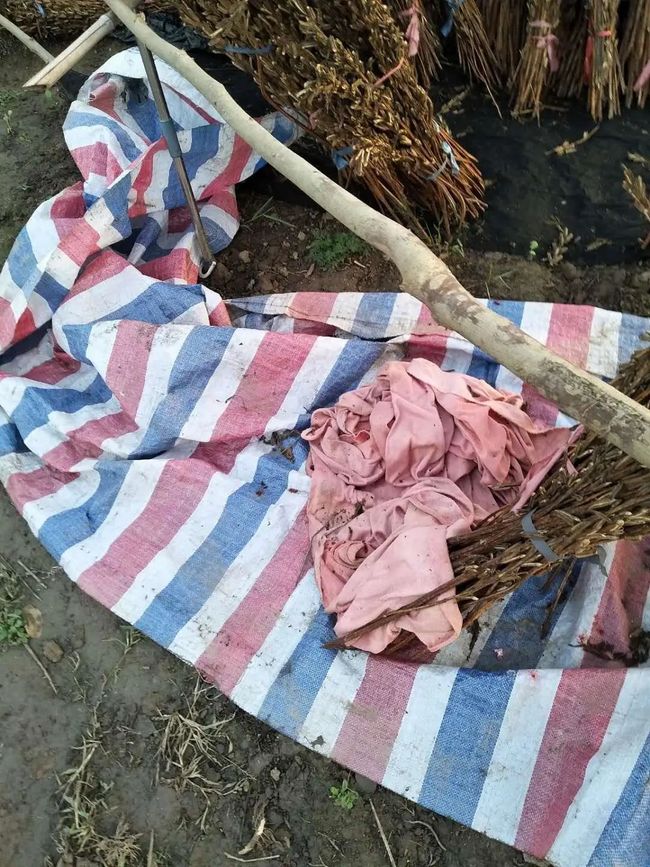 儀征玫瑰園最新動態(tài)，浪漫綻放與綠意盎然的生活體驗