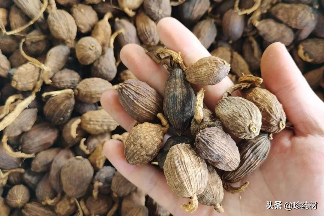 今天草果最新價(jià)格及市場(chǎng)走勢(shì)多元觀點(diǎn)探討