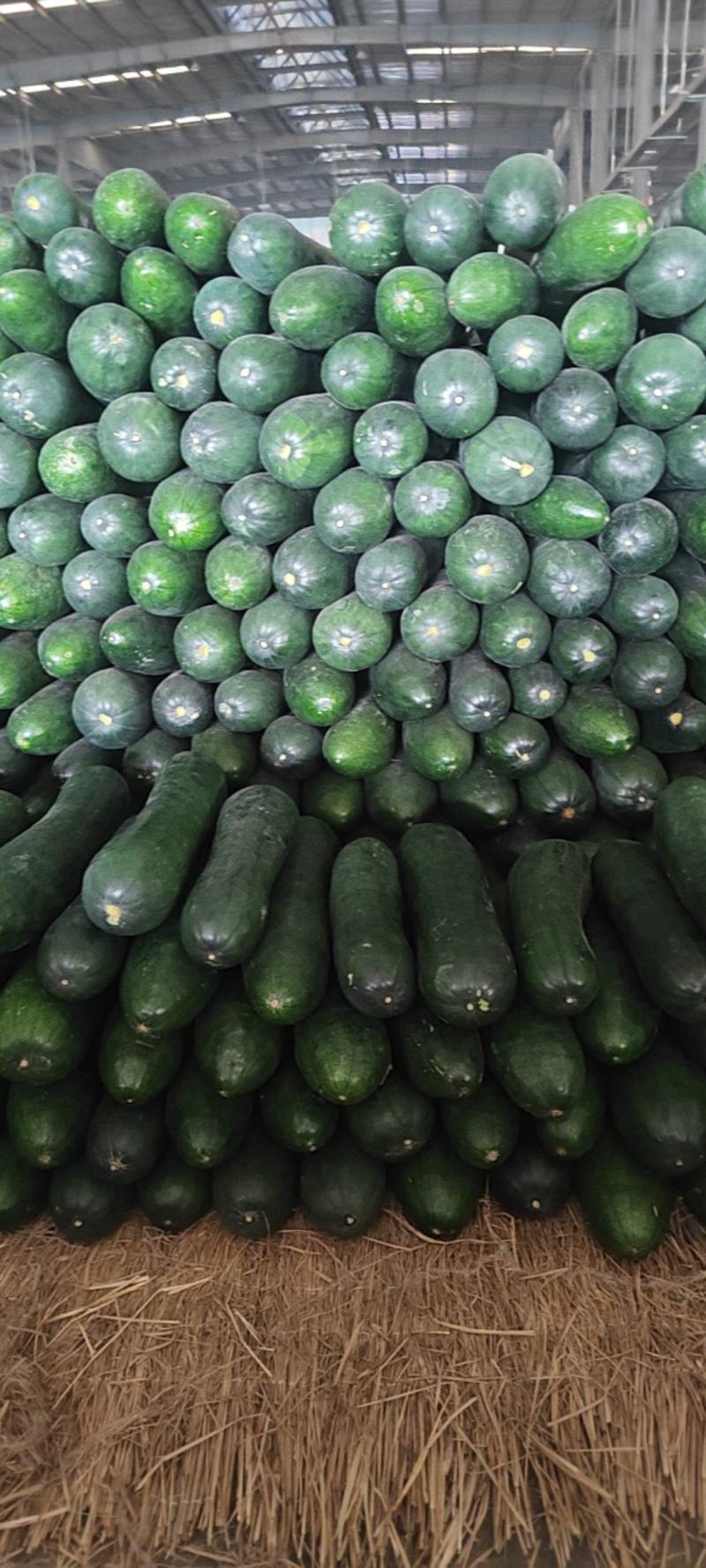 山東冬瓜最新價格行情動態(tài)更新