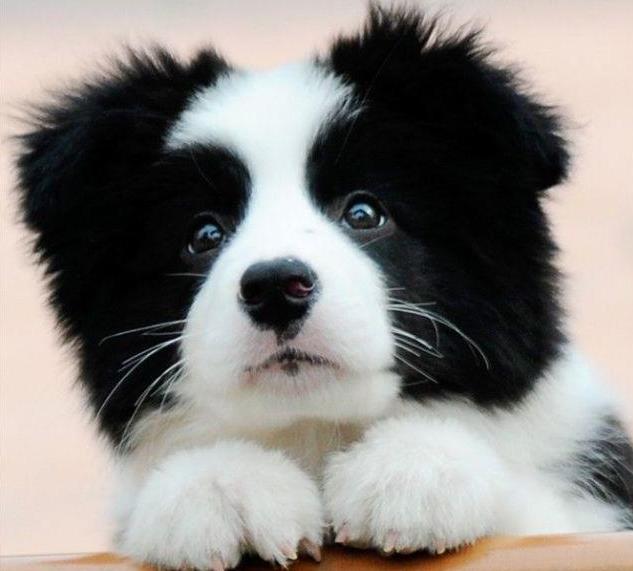 免費(fèi)領(lǐng)養(yǎng)邊牧2025，小巷特色小店與邊境牧羊犬的不解之緣