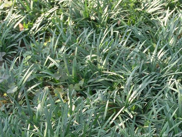 麥冬最新價(jià)格行情與小巷深處的驚喜探索