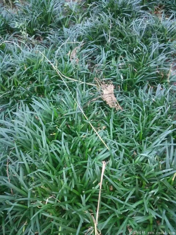 麥冬最新價(jià)格行情與小巷深處的驚喜探索