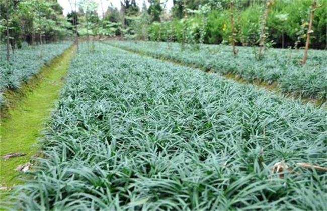 麥冬最新價(jià)格行情與小巷深處的驚喜探索