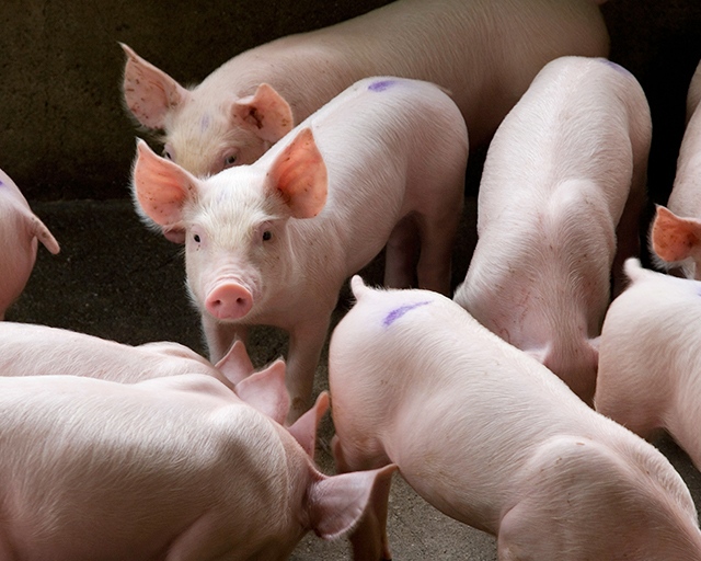 湖南郴州最新豬價(jià)走勢(shì)與尋找內(nèi)心平靜的自然之旅