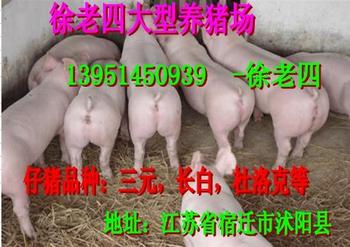 湖南郴州最新豬價(jià)走勢(shì)與尋找內(nèi)心平靜的自然之旅