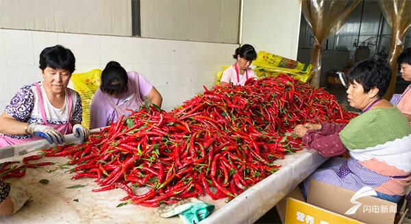 全國辣椒最新價(jià)格行情，科技引領(lǐng)產(chǎn)業(yè)變革，塑造未來生活新趨勢