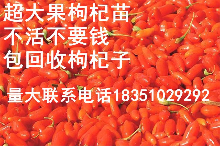 最新枸杞苗收購信息匯總