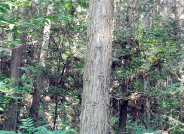 安徽國(guó)有林場(chǎng)改制開(kāi)啟綠色新篇章，推動(dòng)可持續(xù)發(fā)展??