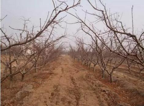 桃樹最新品種介紹大全，全面解析最新桃樹品種