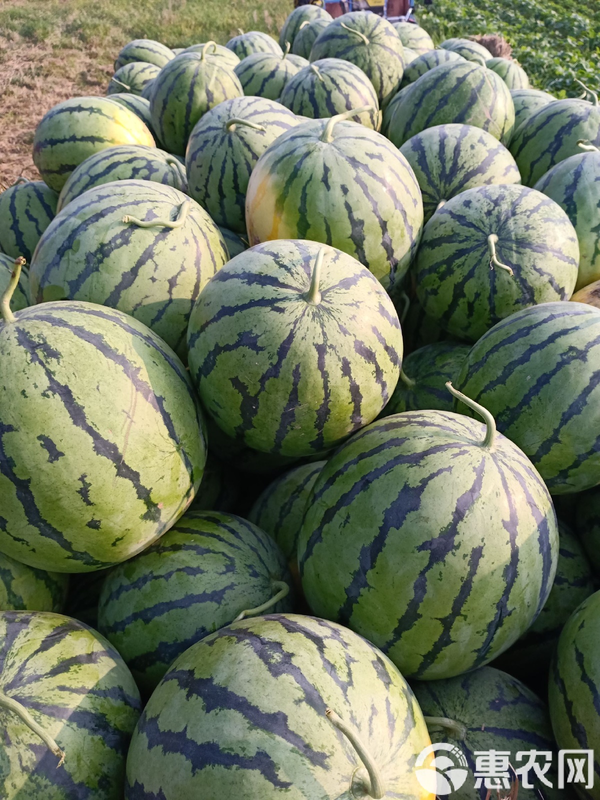 太康縣西瓜最新價格，時代背景下的瓜價變遷