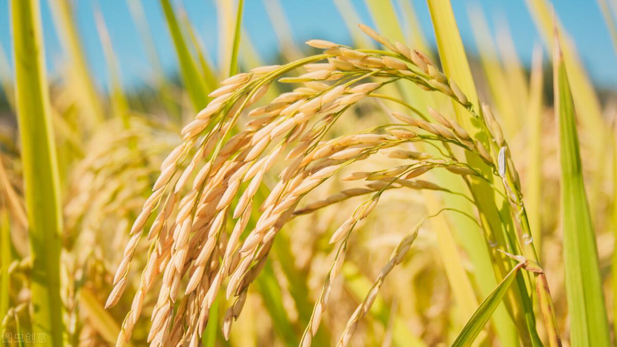 水稻最新價(jià)格行情預(yù)測，稻田故事中的溫情與價(jià)格走勢分析