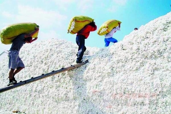 山東最新棉花補貼政策解讀，智能生活啟航！