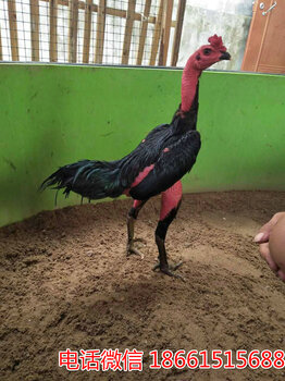 2025斗雞最新視頻，競技與飼養(yǎng)樂趣的完美結(jié)合